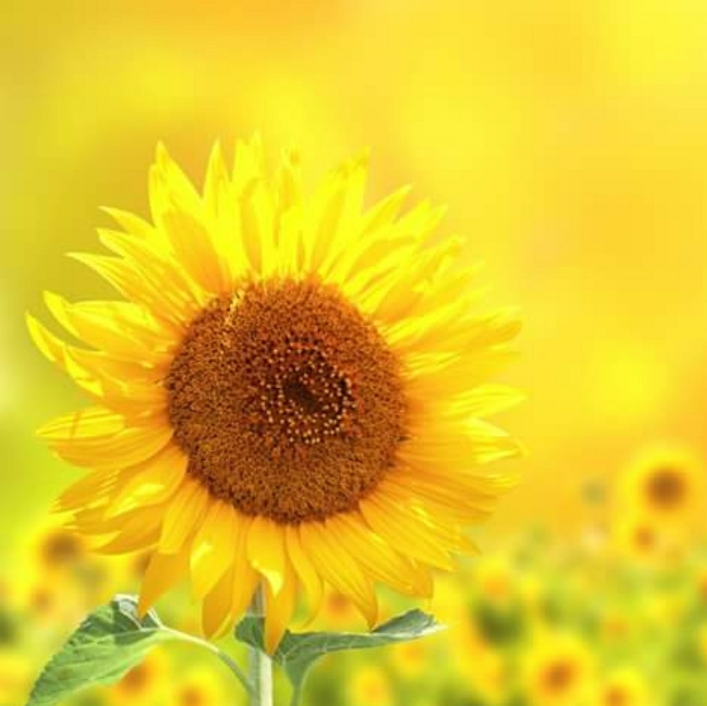 🌻